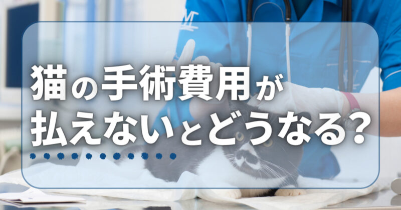 猫の手術費用が払えないとどうなる？お金がないときの対処法は？